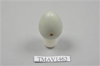 藏品(灰椋鳥卵)的圖片